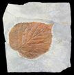 Excellent, Paleocene Fossil Leaf (Davidia) - Montana #56671-1